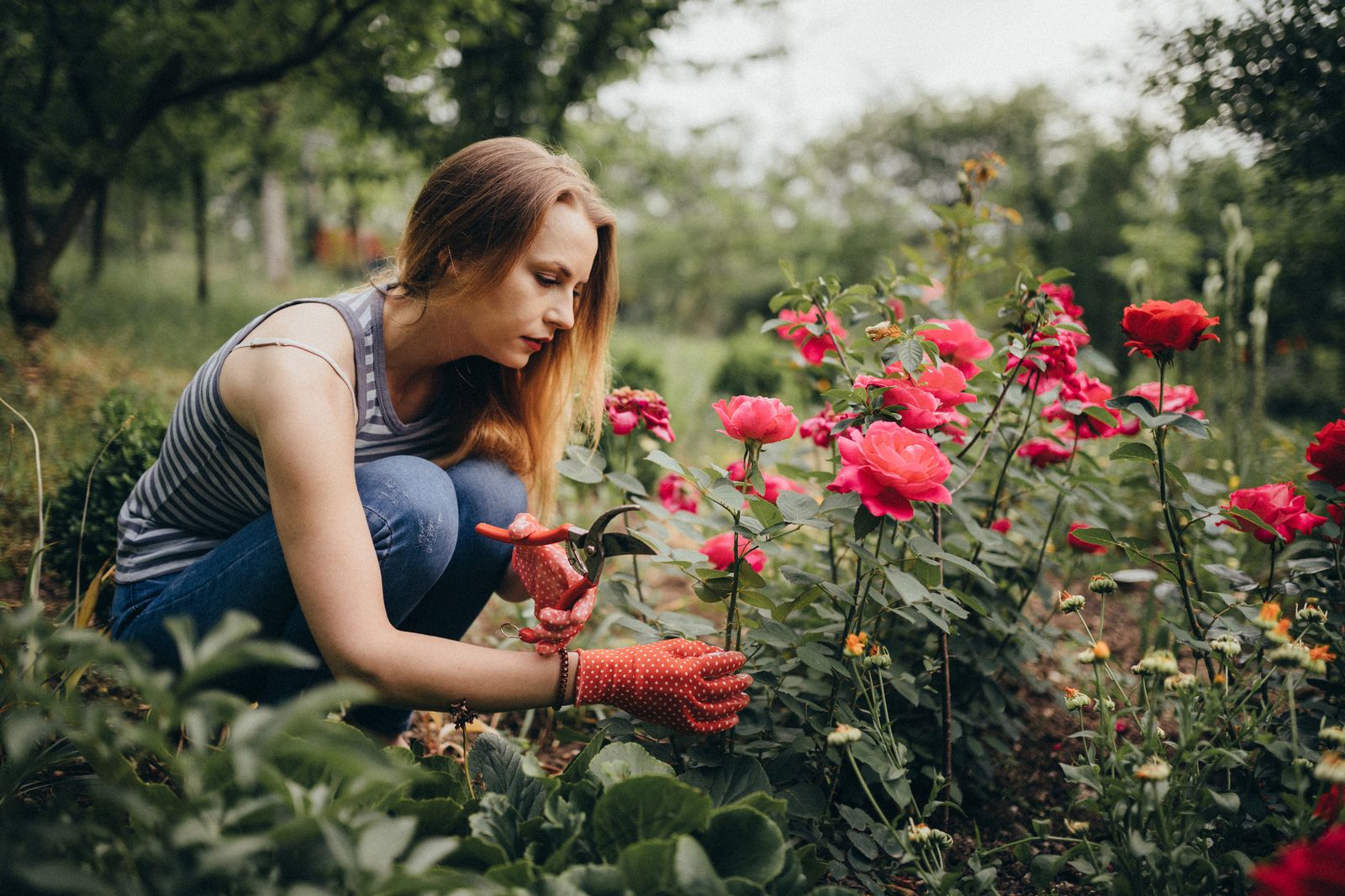 Las rosas son una de las flores más bellas y populares del mundo