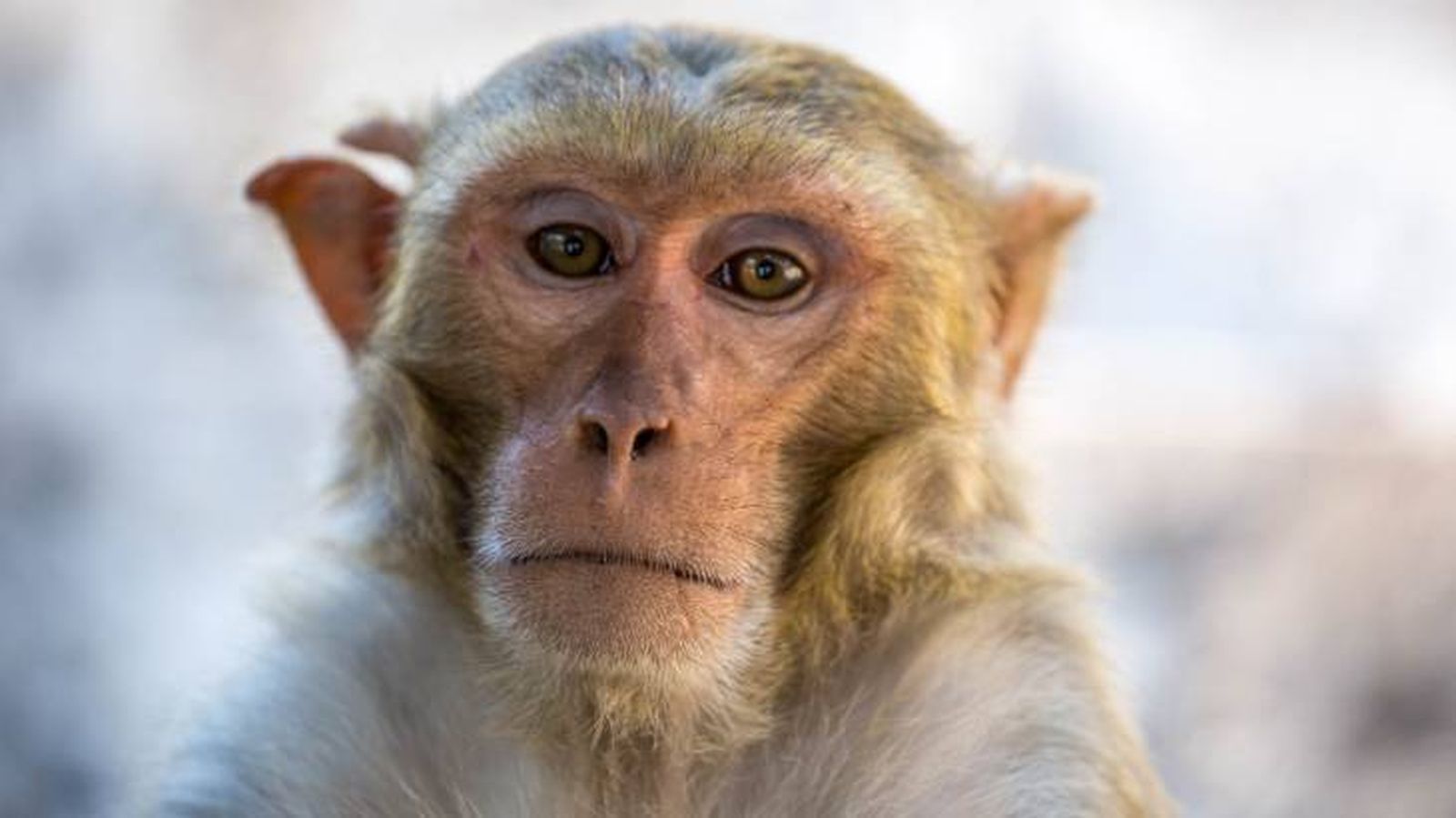 animales espacio macaque macaco animales espacio macaque macaco