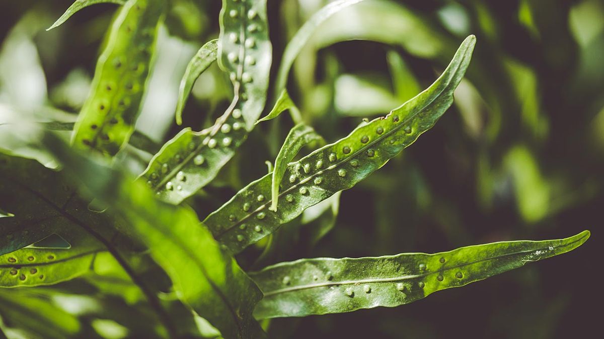 brico 1018 jardin Helecho Microsorum pustulatum esporofito