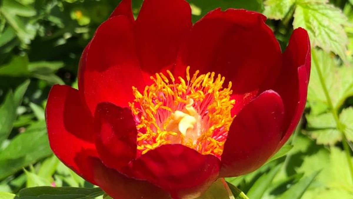 Paeonia buckeye belle