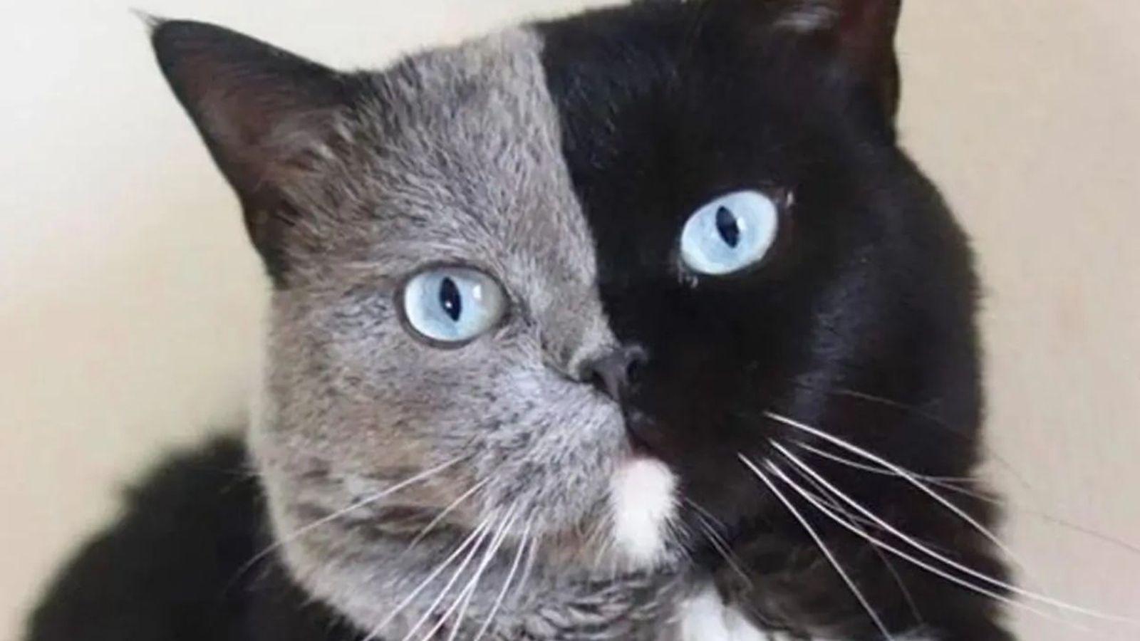 gatos quimera ok