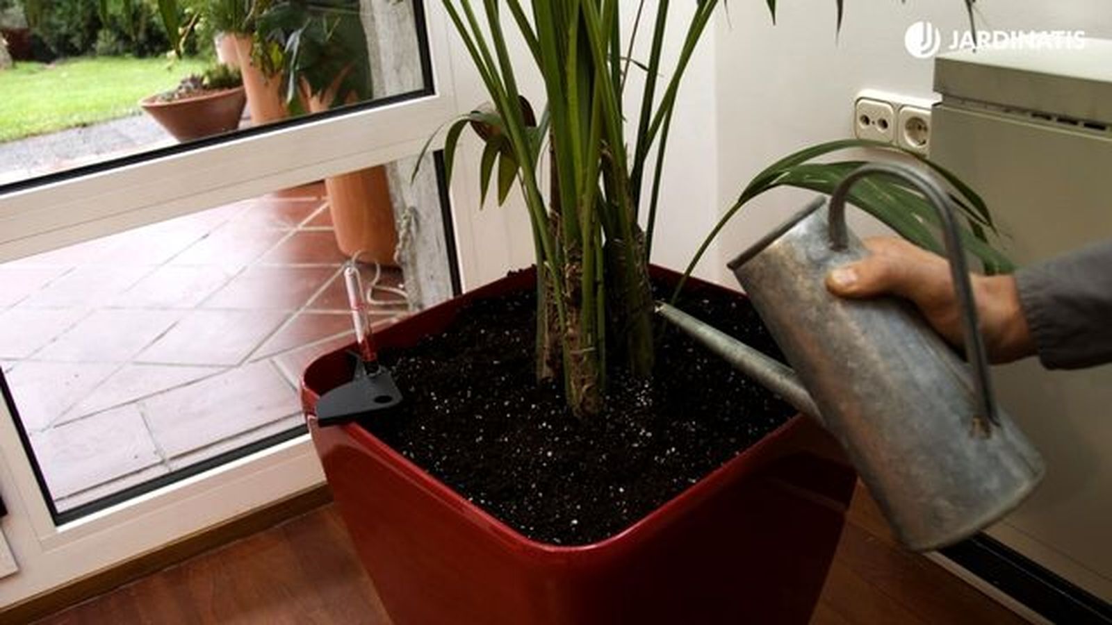 riego palmera kentia deco 276 riego palmera kentia deco 276