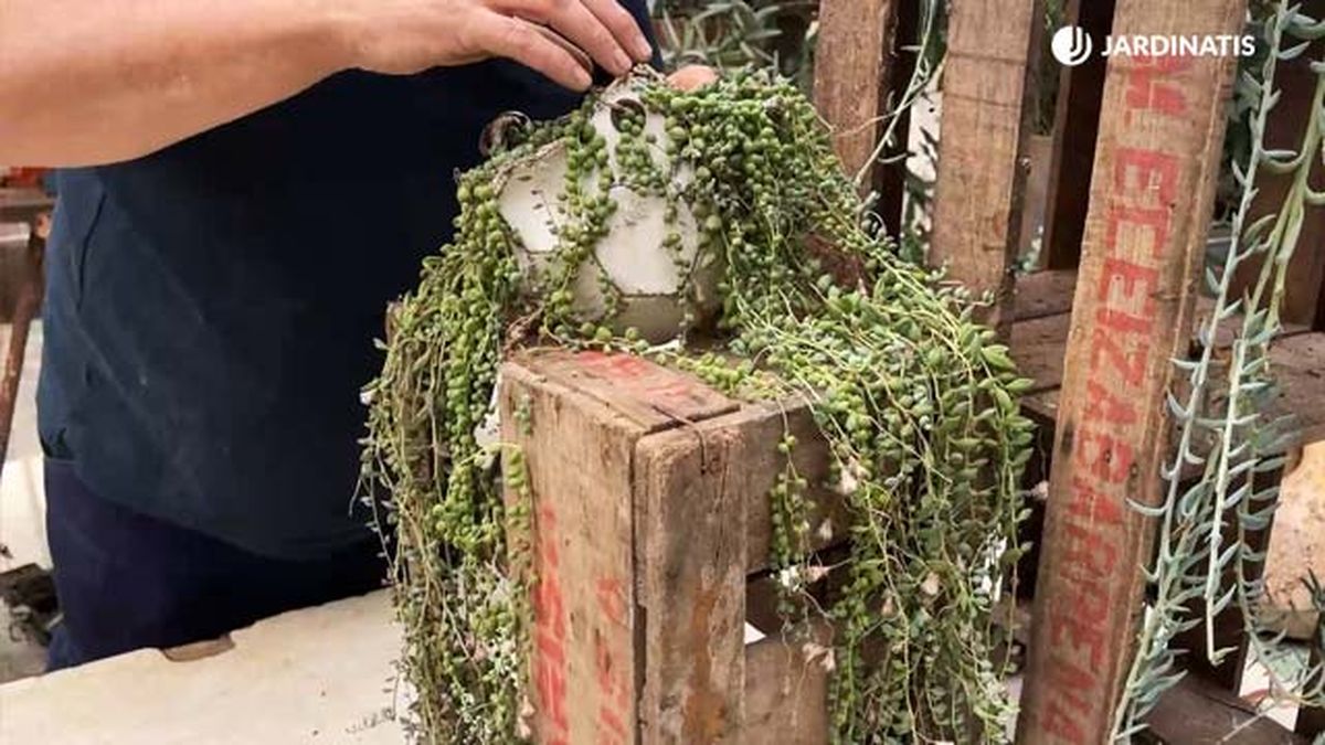 Senecio rowleyanus sanecio rosario jardinatis