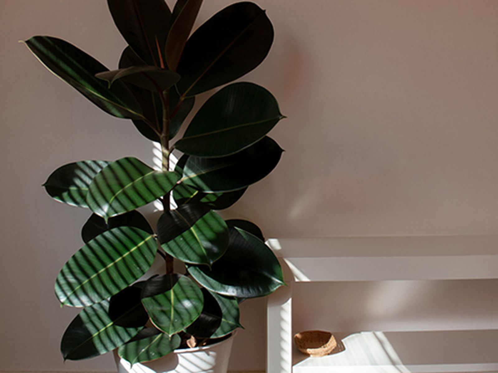 Ficus robusta.
