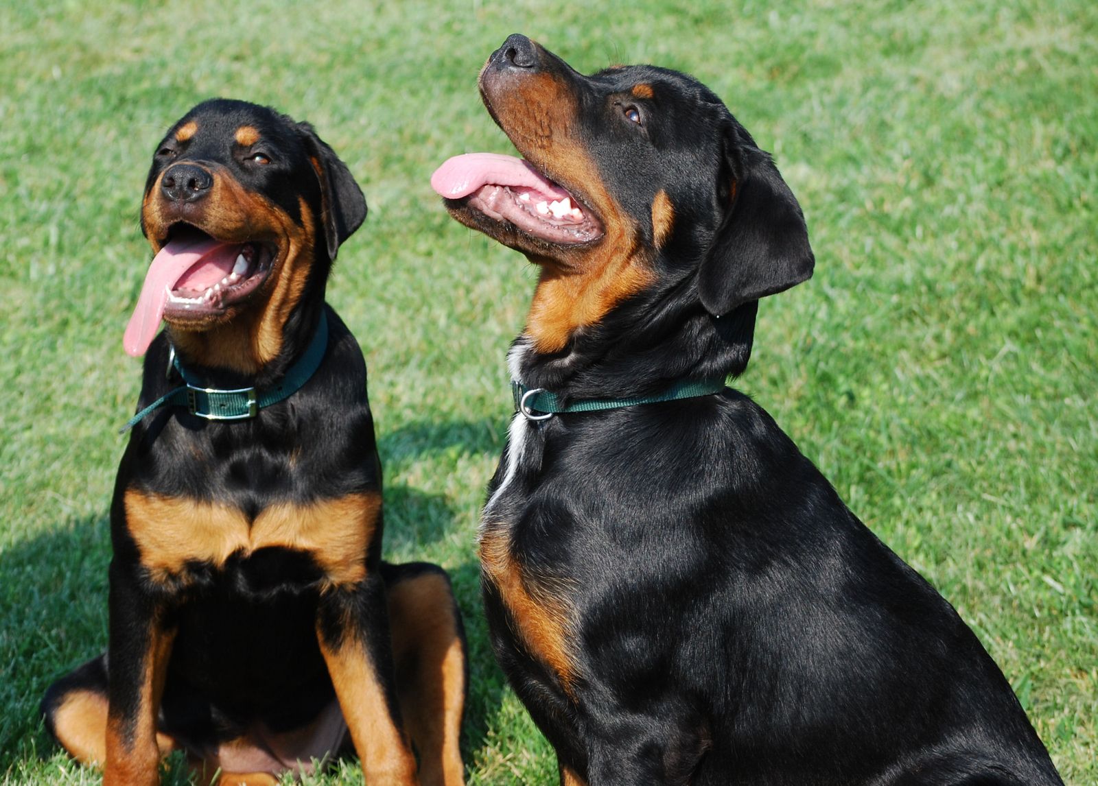 Rottweiler 1123761_36484553 Rottweiler 1123761_36484553