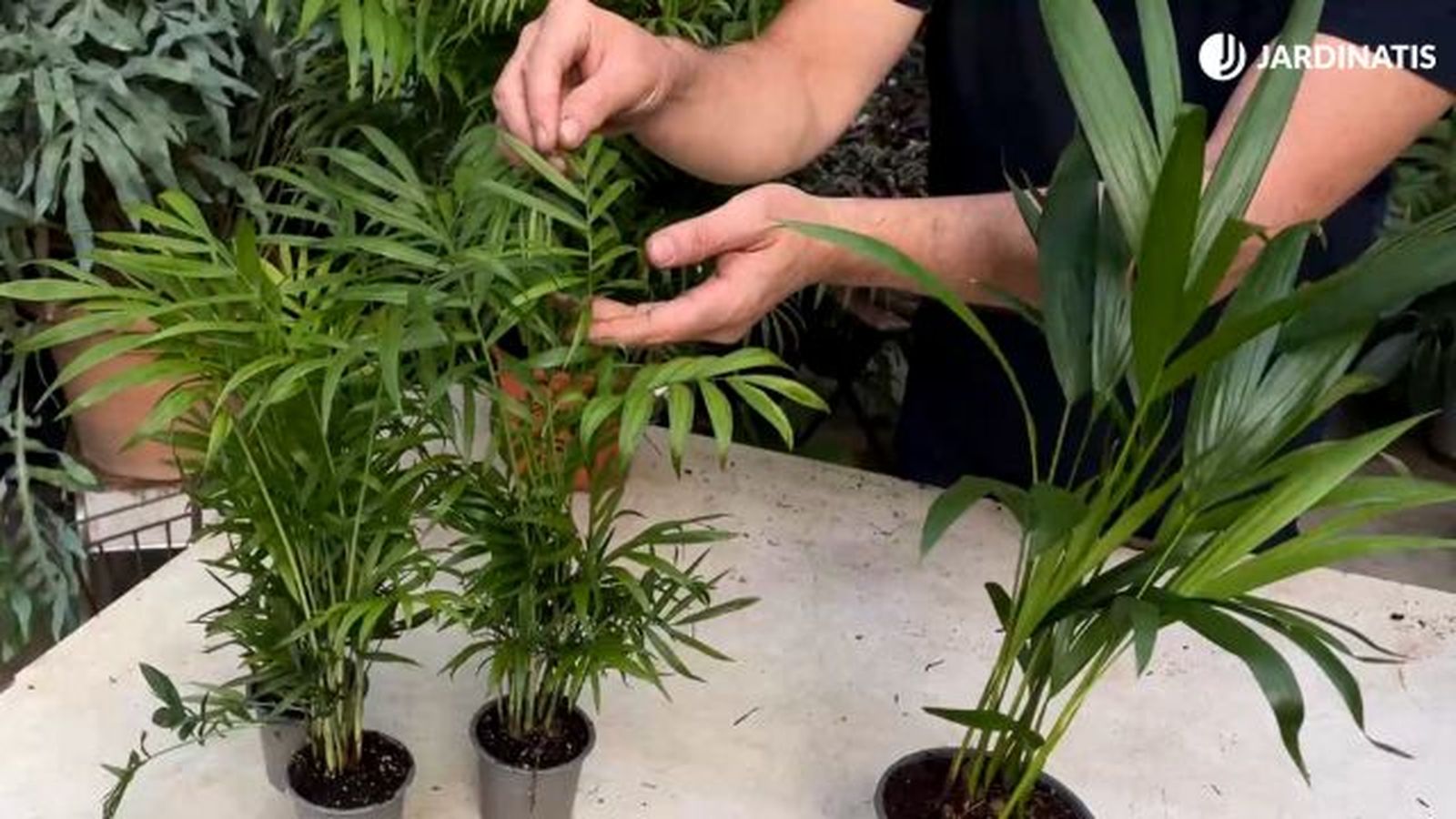 hojas de la Chamaedorea elegans y de la areca hojas de la Chamaedorea elegans y de la areca
