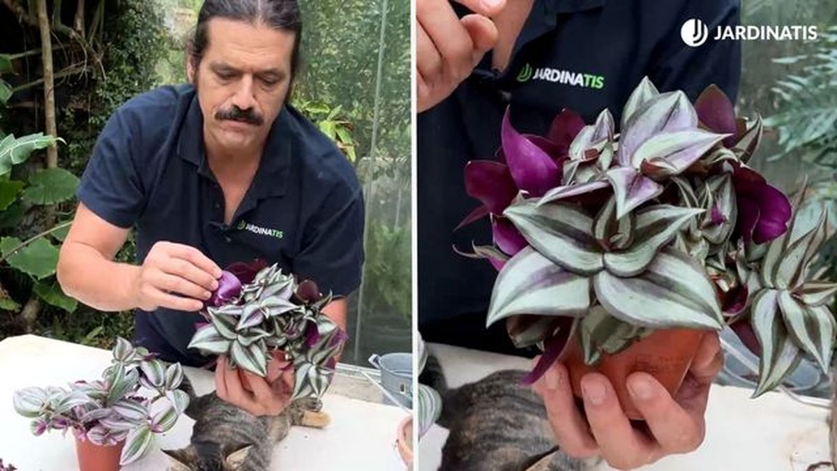 Tradescantia zebrina var zebrina