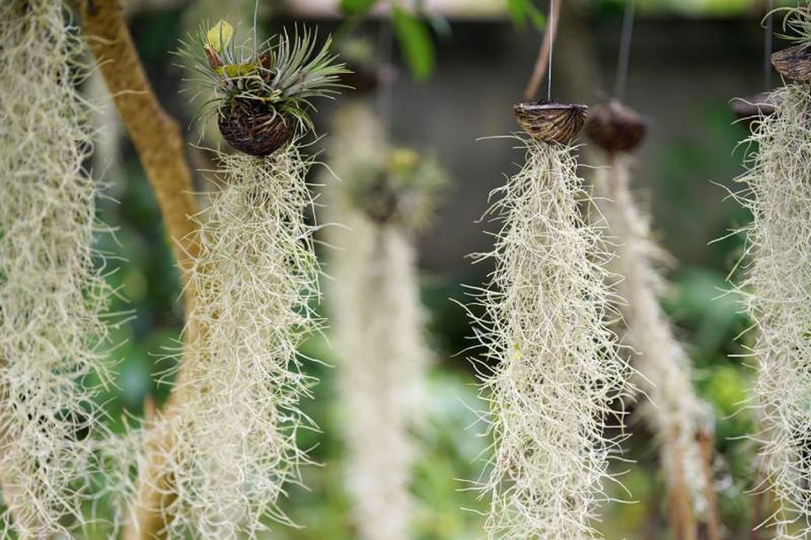 La Tillandsia usneoides es una planta epífita