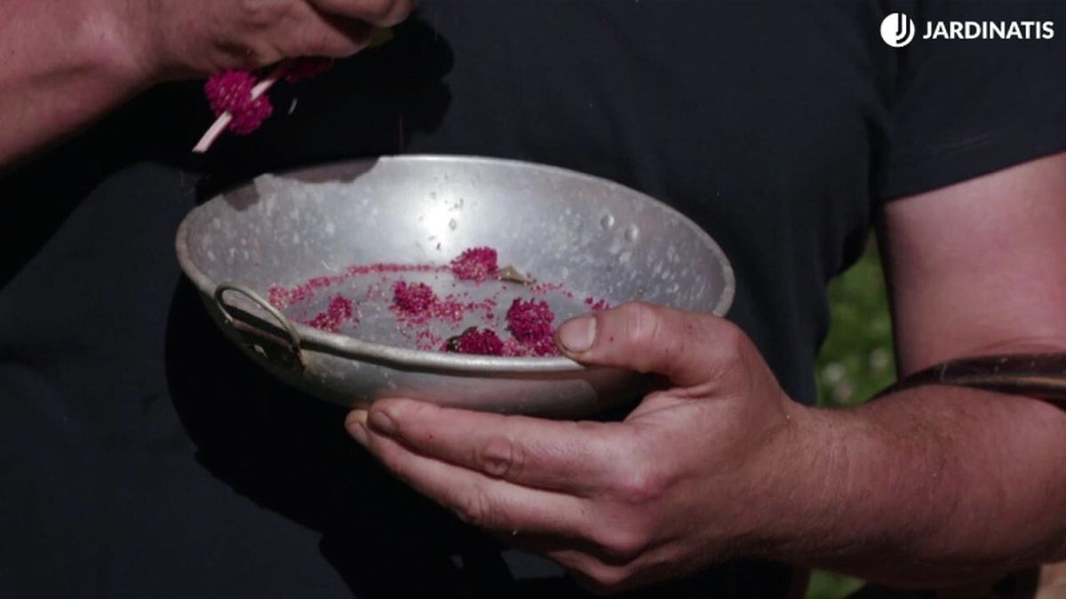 Cosecha de semillas de amaranto en otoño