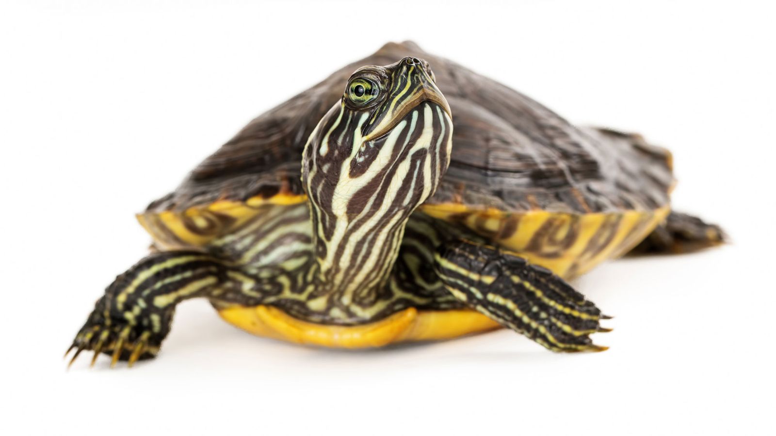 animales exoticos serpiente tortuga agua animales exoticos serpiente tortuga agua