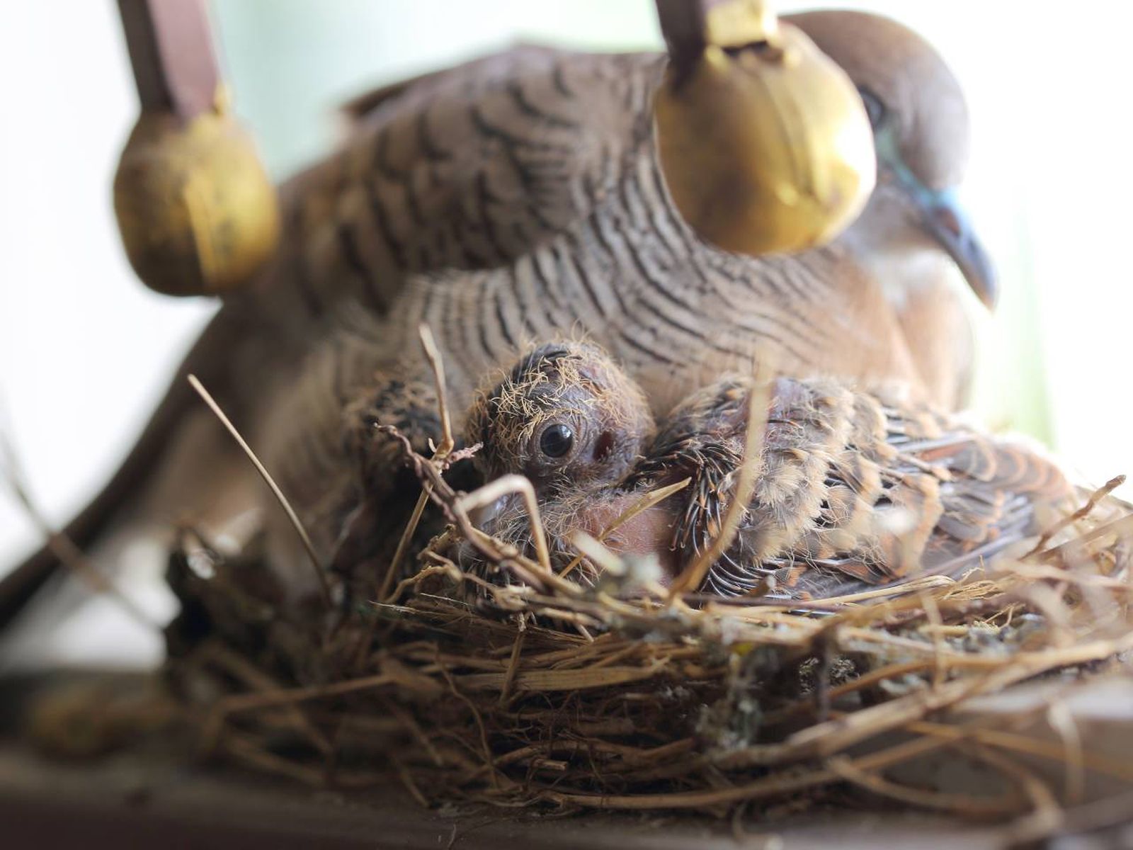 Las aves son unos seres increíblemente ingeniosos a la hora de construir sus nidos.