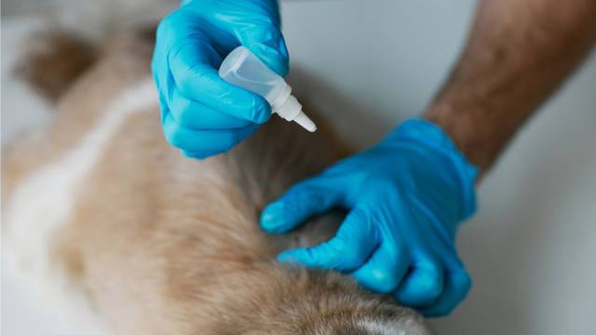 mascotas que hacer si mi perro tiene pulgas tratamiento