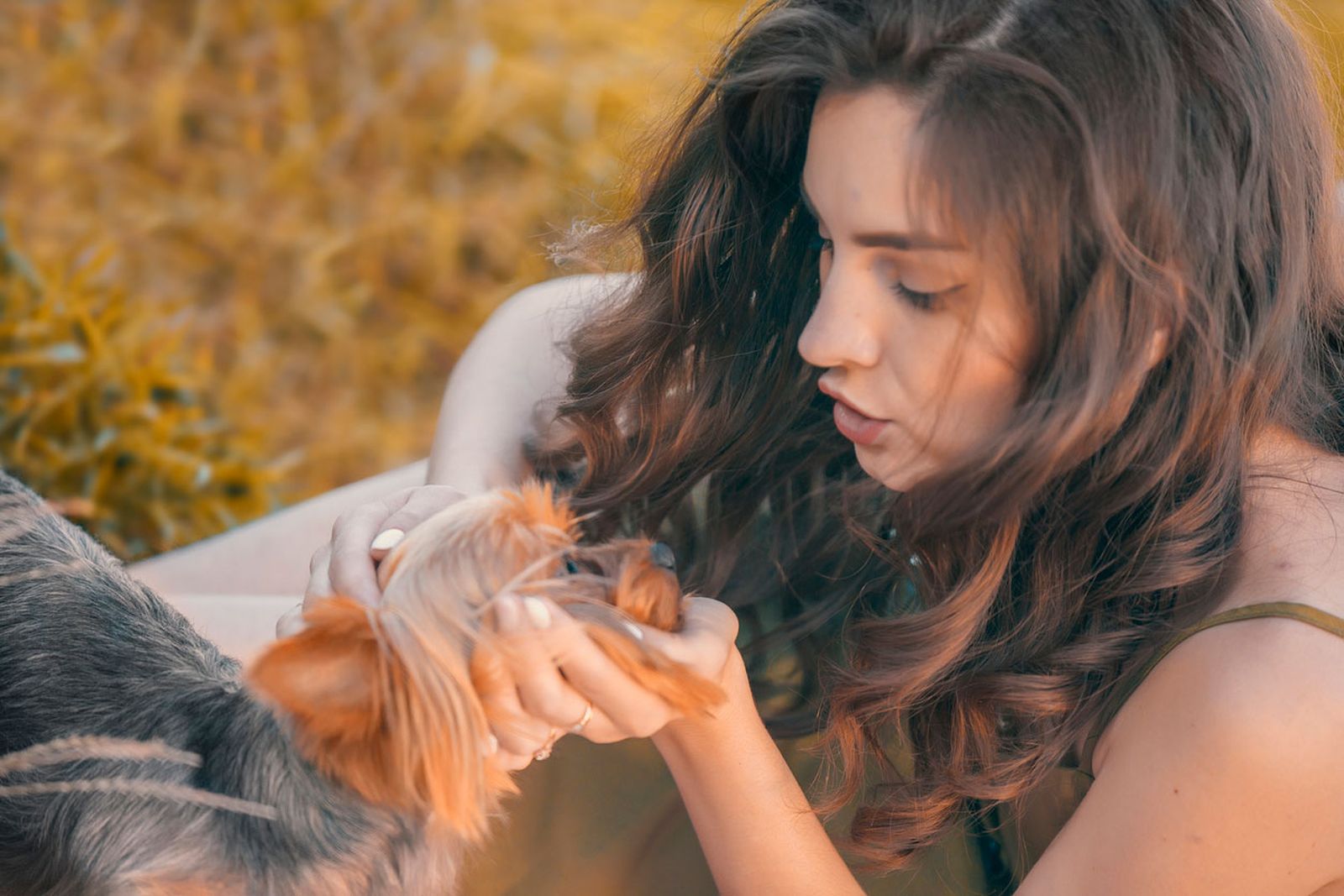 sindrome perro pequeño reganar premiar sindrome perro pequeño reganar premiar