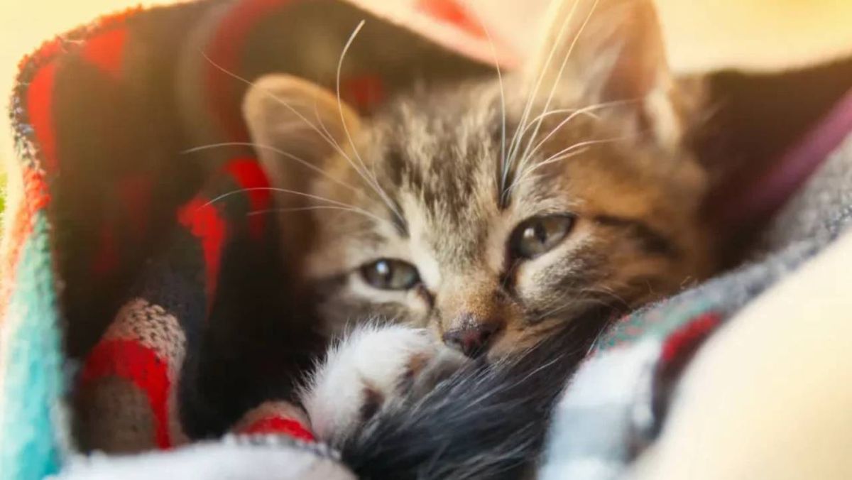 los gatos se despiden antes de morir 5 (1)