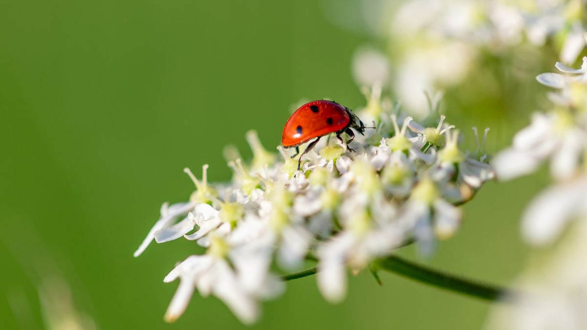 Las mariquitas son beneficiosas porque ayudan a controlar plagas como pulgones y ácaros