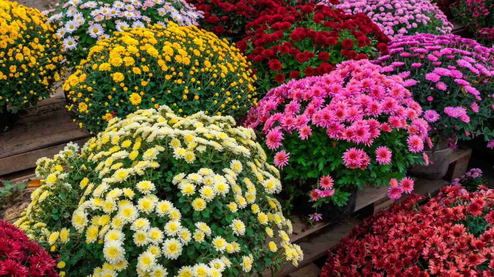 Flores típicas del Día de Todos los Santos