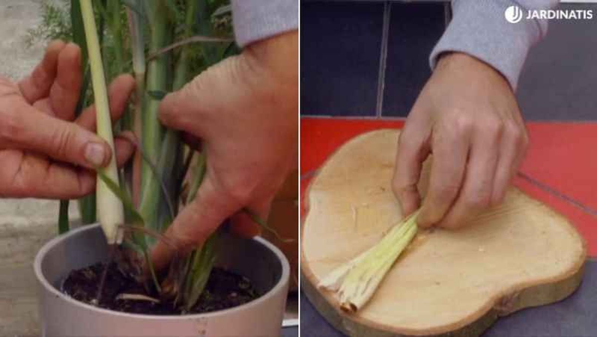 Tallos de la hierba limón