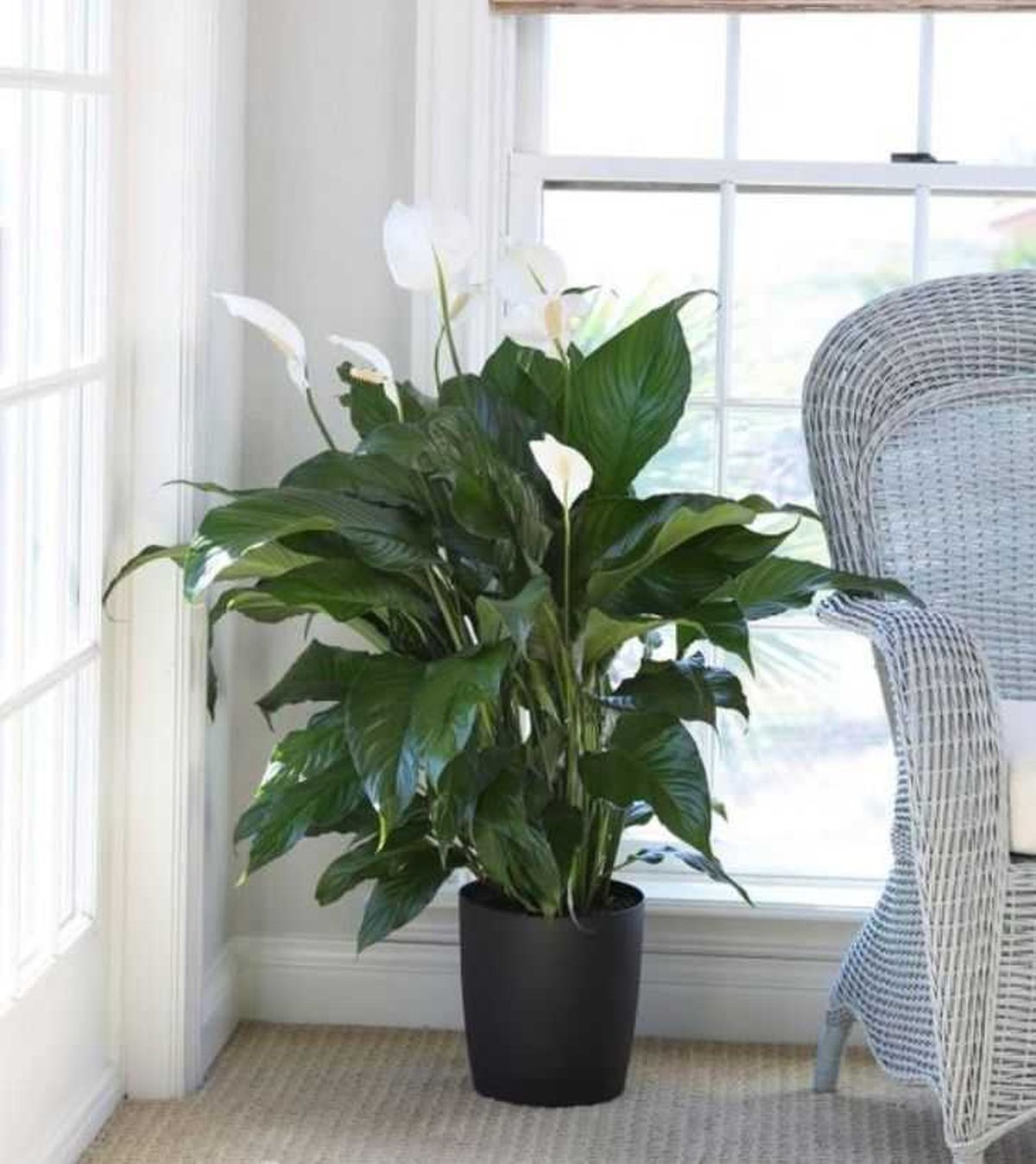 espatifilo gigante planta interior