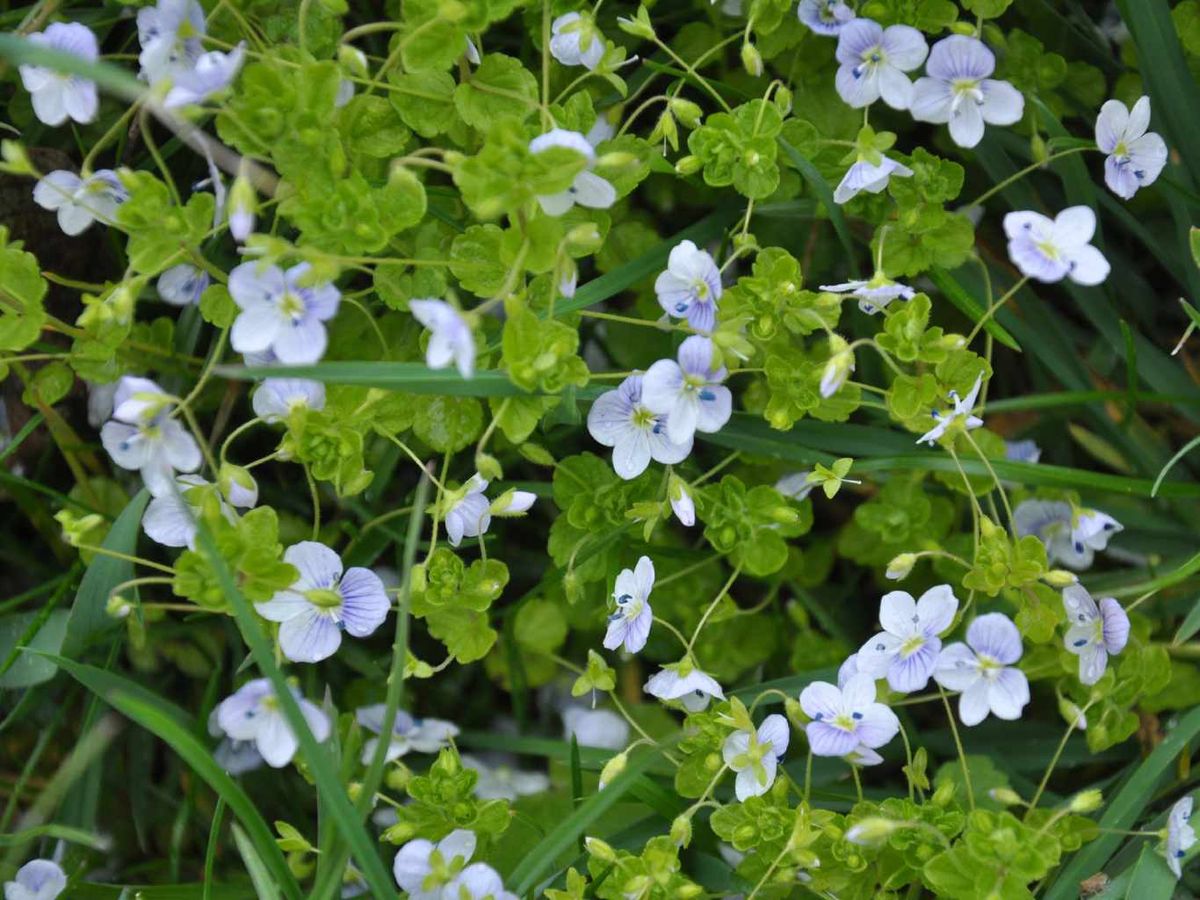 Veronica filiformis.