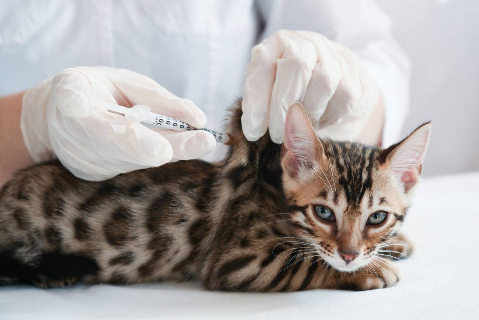 Es importante conocer qué vacunas hay que poner a los gatos para garantizar su bienestar.
