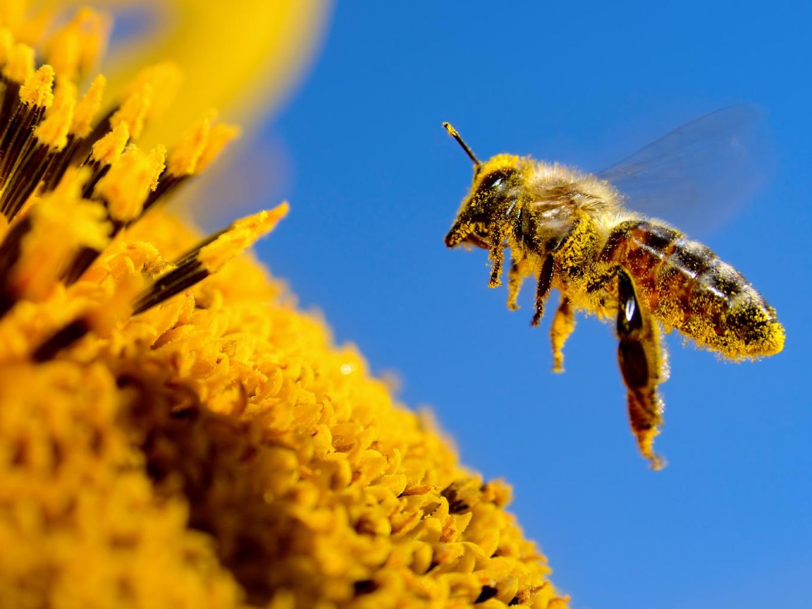 Abeja melífera (Apis mellifera).