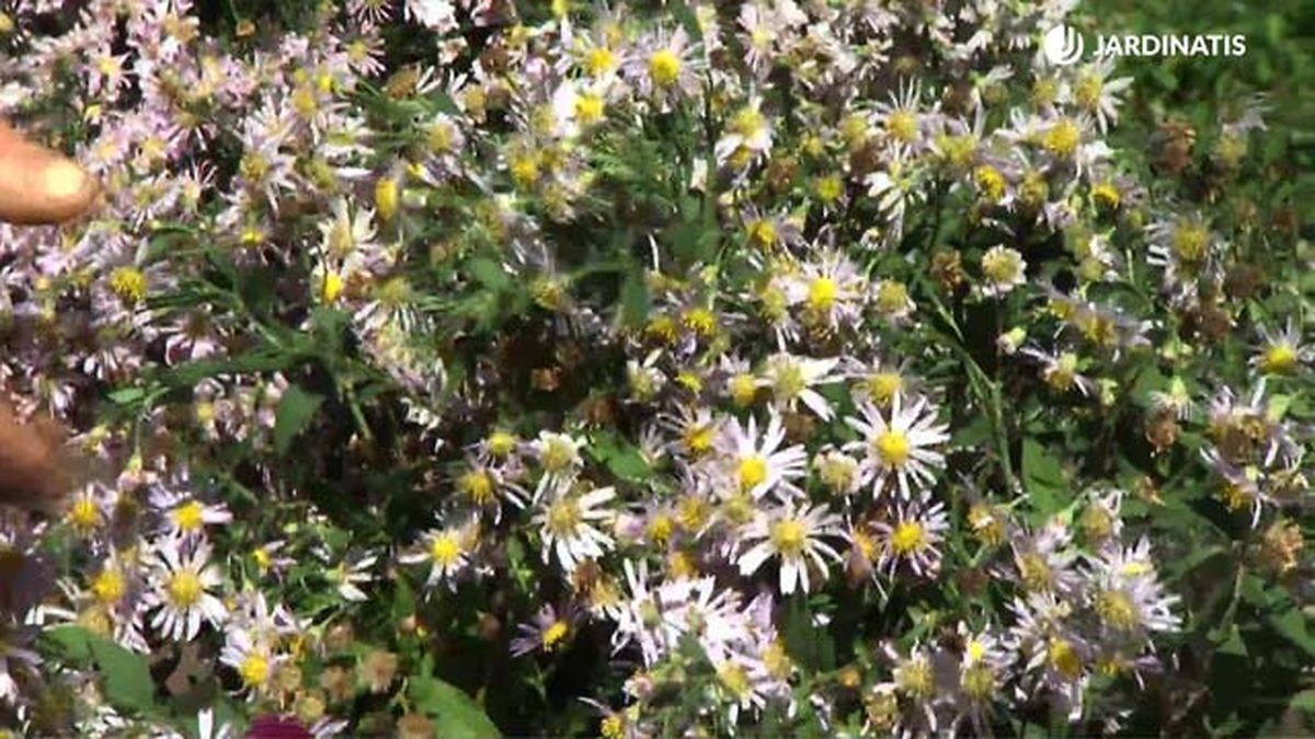 variedades aster blanca deko 0709 jardinatis