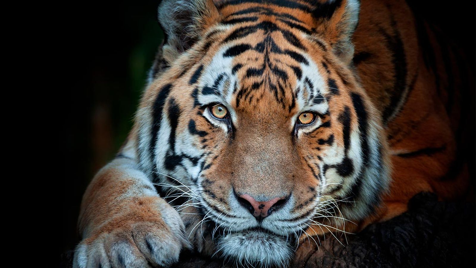 curiosidades tigre 2