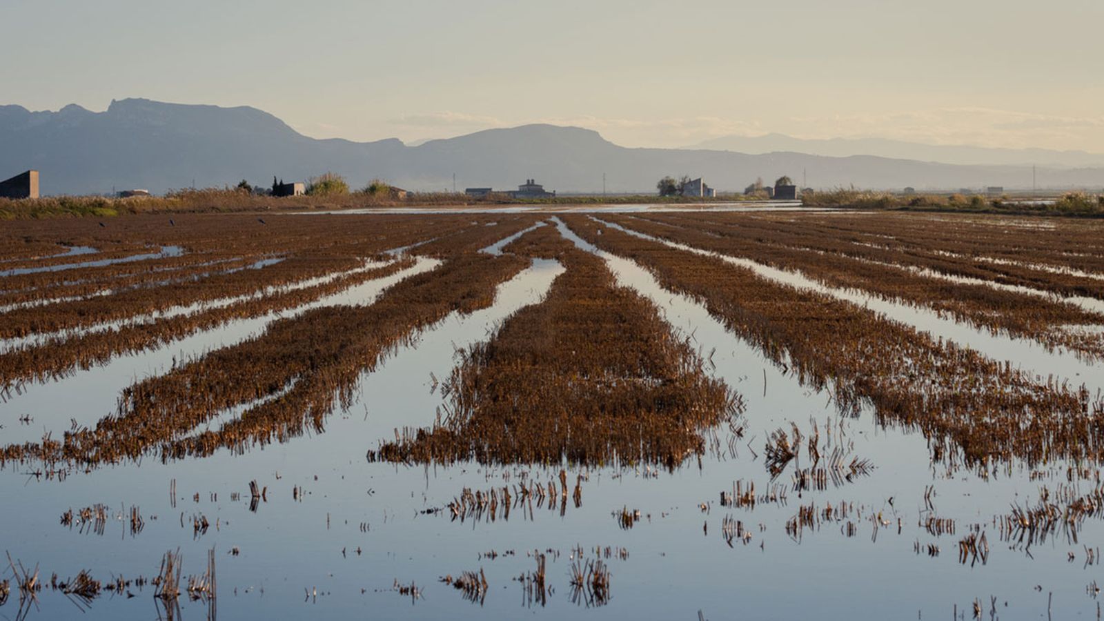 zonas cultivo arroz espana albufera valencia