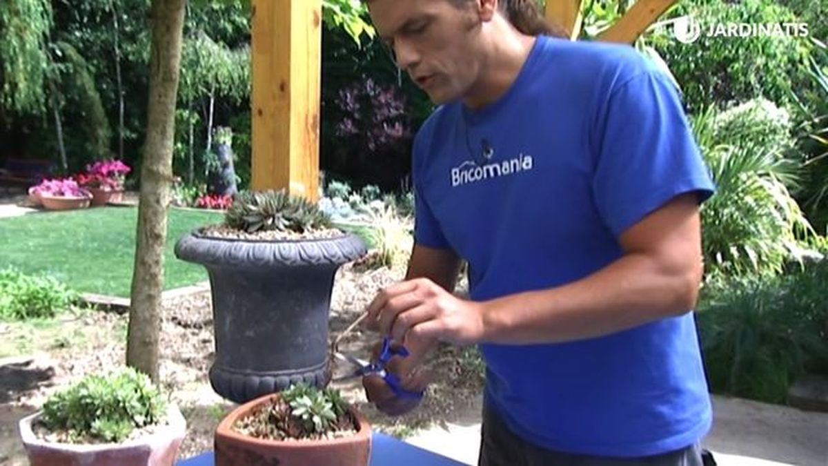 cortar tallo de flor de siempreviva para regenerarla brico 651