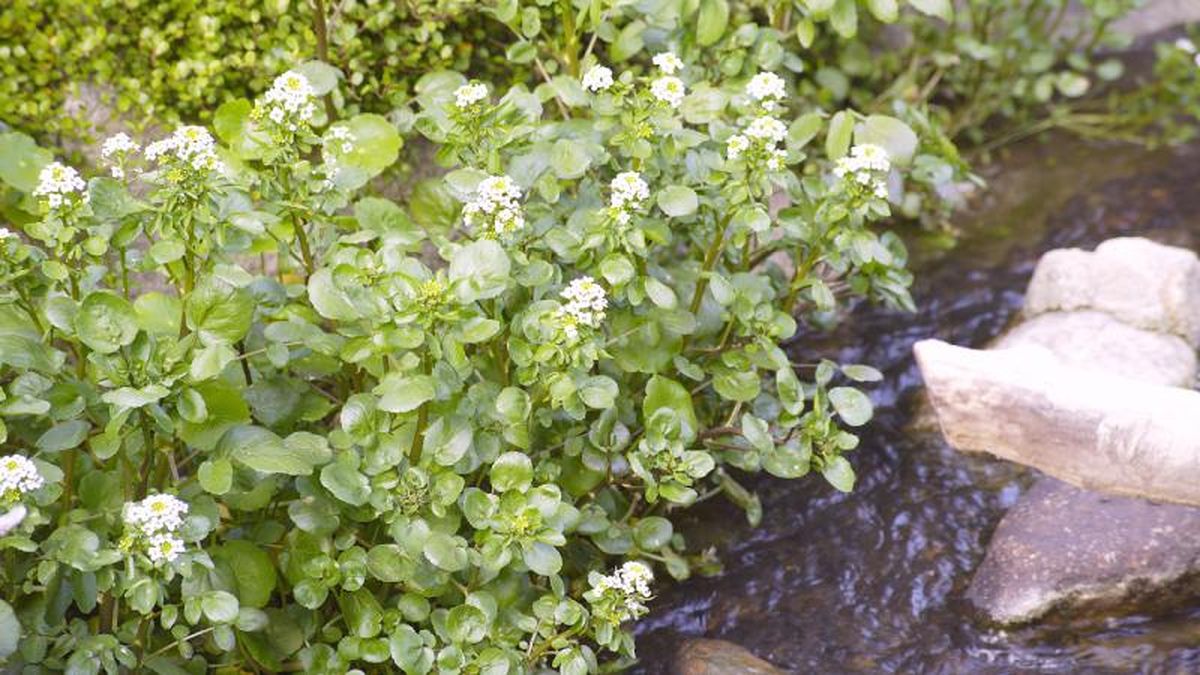 Berro en su hábitat natural