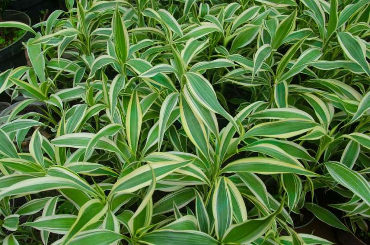 Dracaena deremensis Warneckii.