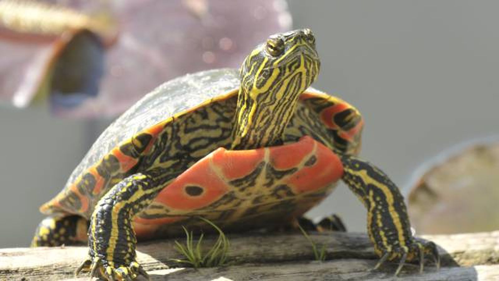 especies exoticas invasoras espana reptiles tortugas especies exoticas invasoras espana reptiles tortugas