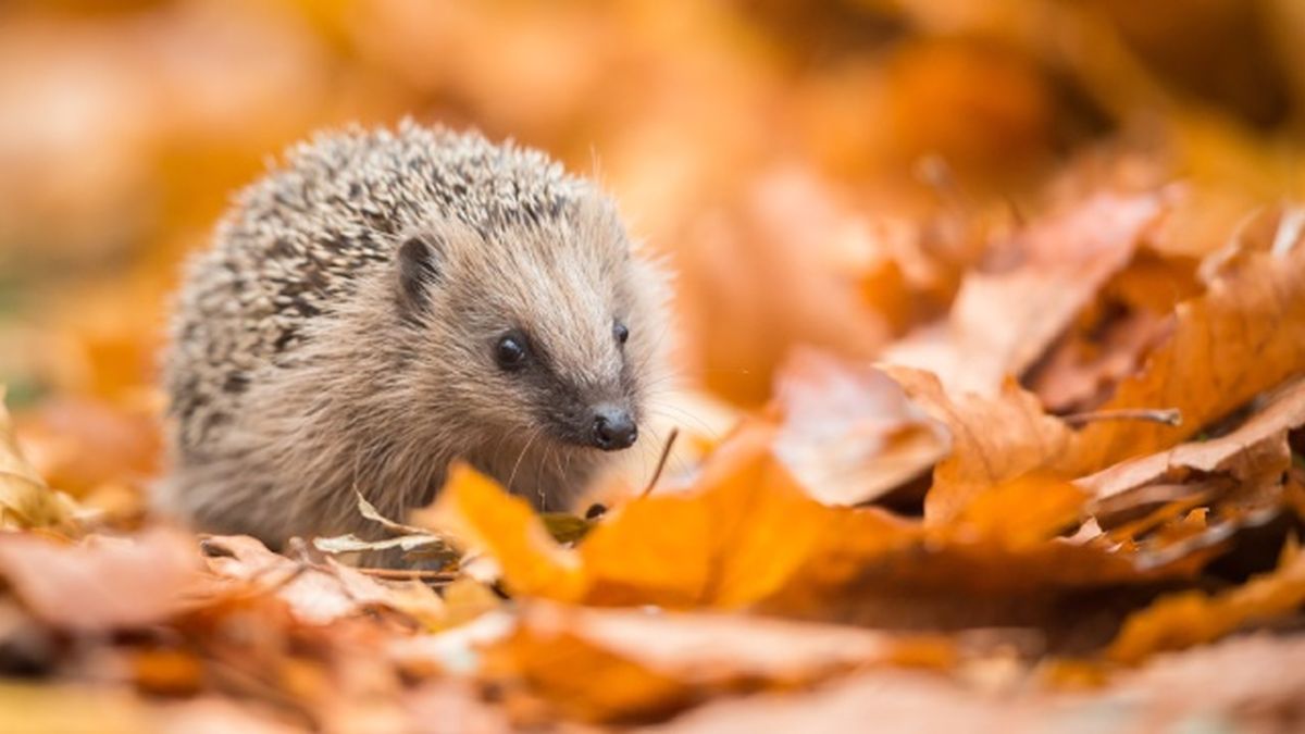 animales nocturnos erizo
