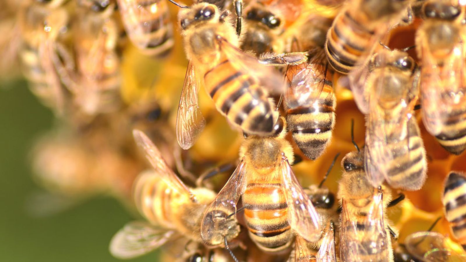 que pasaria si desaparecen abejas xl que pasaria si desaparecen abejas xl