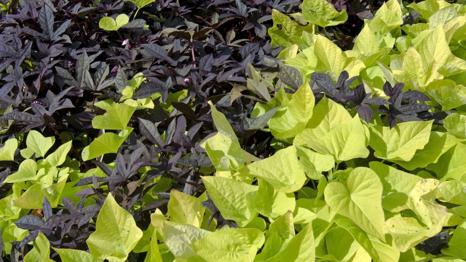 Las raíces del boniato pueden ser de color naranja brillante a morado oscuro Las raíces del boniato pueden ser de color naranja brillante a morado oscuro