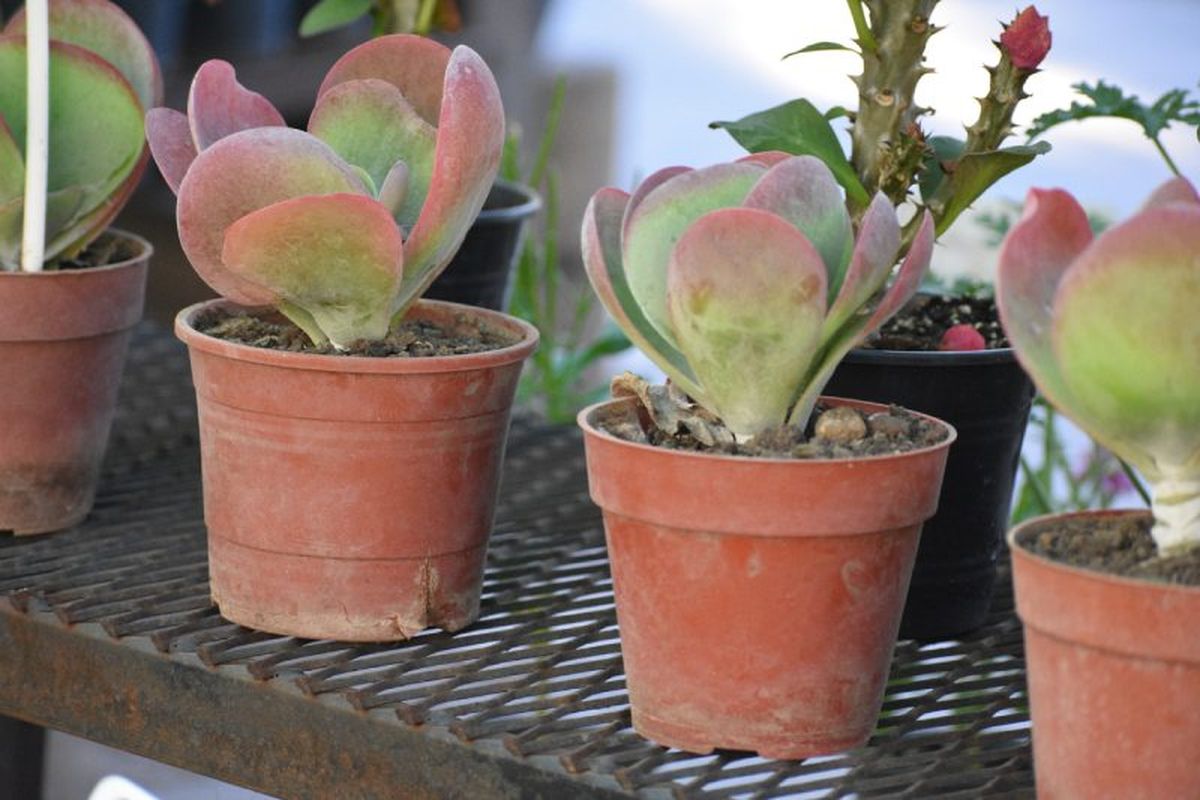 No te excedas al regar el Kalanchoe thyrsiflora