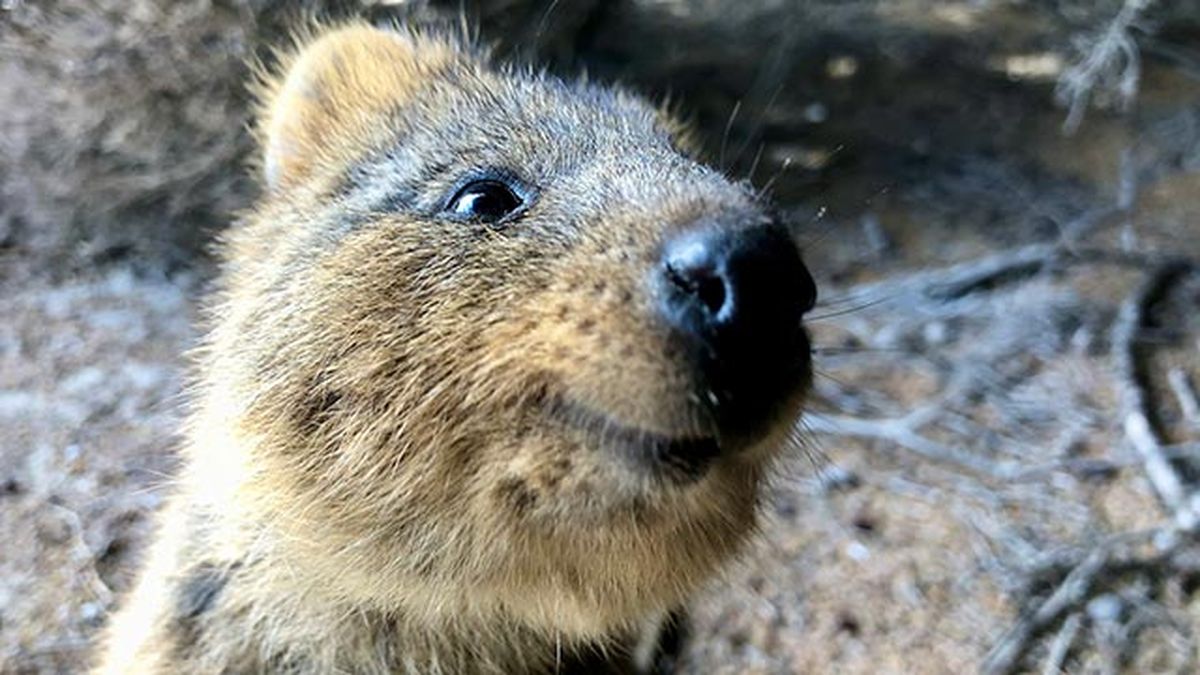 quokka 5 sonrisa