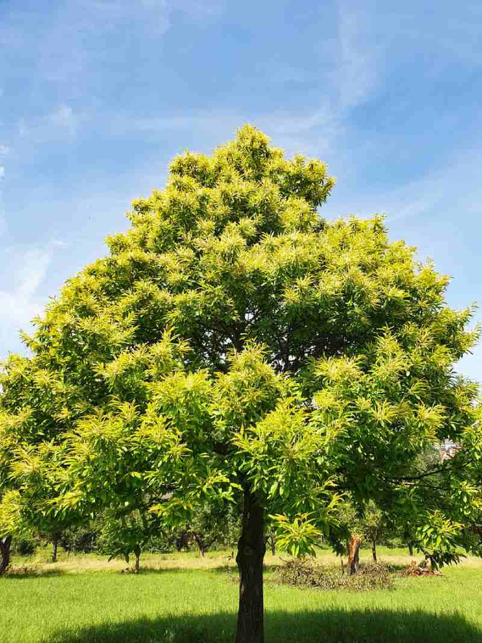 Castanea sativa. Castanea sativa.