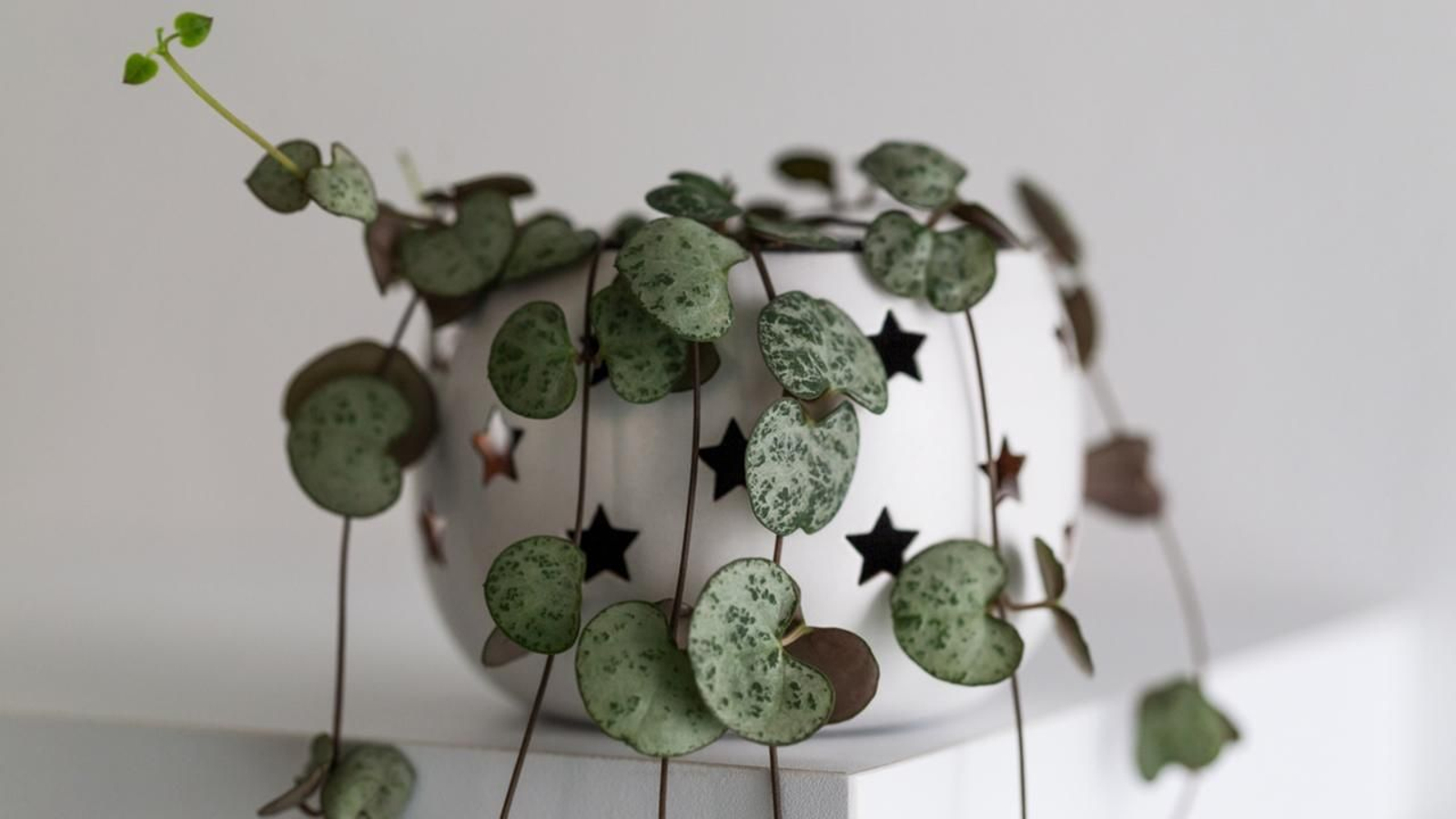 Ceropegia Woodii planta colgante