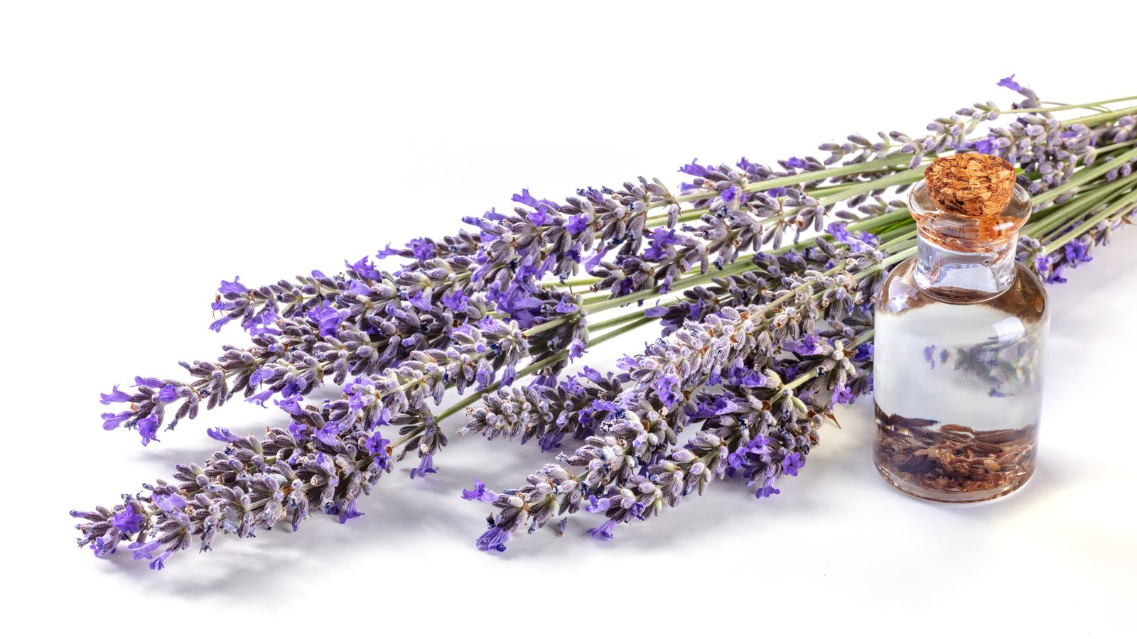 La lavanda es un gran repelente contra las moscas de la fruta