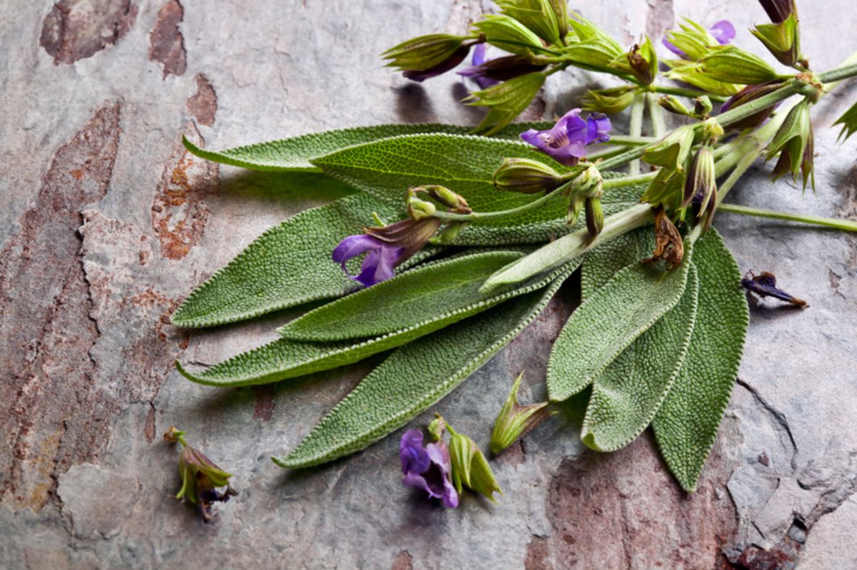 Salvia, planta medicinal asociada a la longevidad