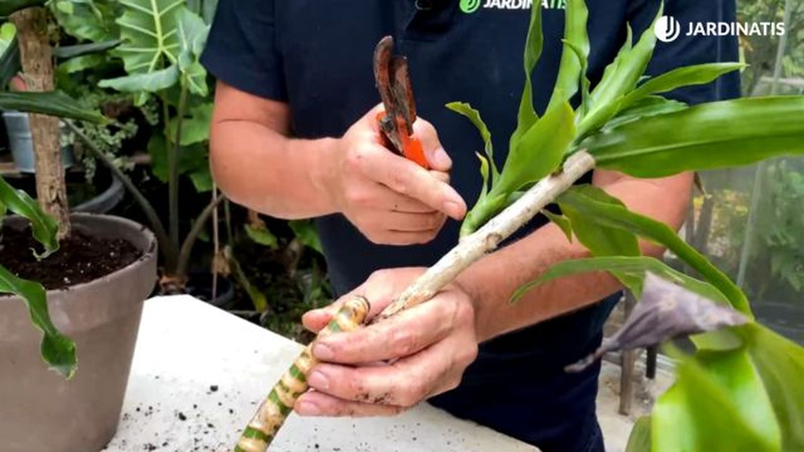 esqueje de tronco de brasil jardinatis 23 37 esqueje de tronco de brasil jardinatis 23 37