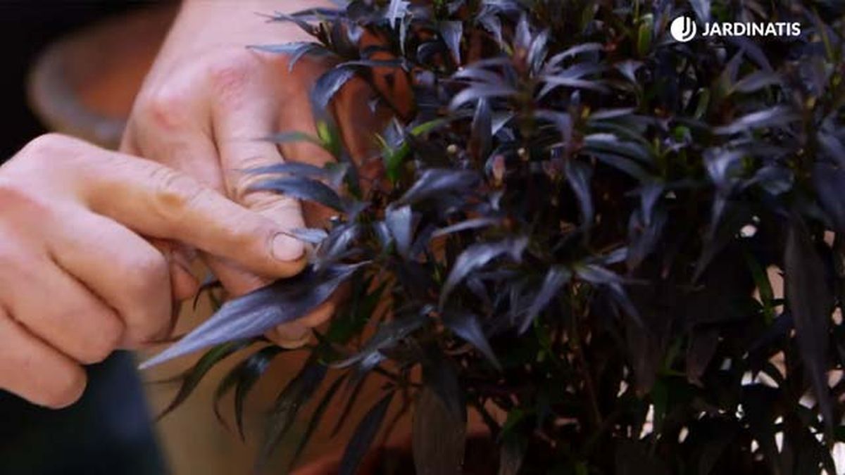 strobilanthes anisophyllus brunetti brico 916