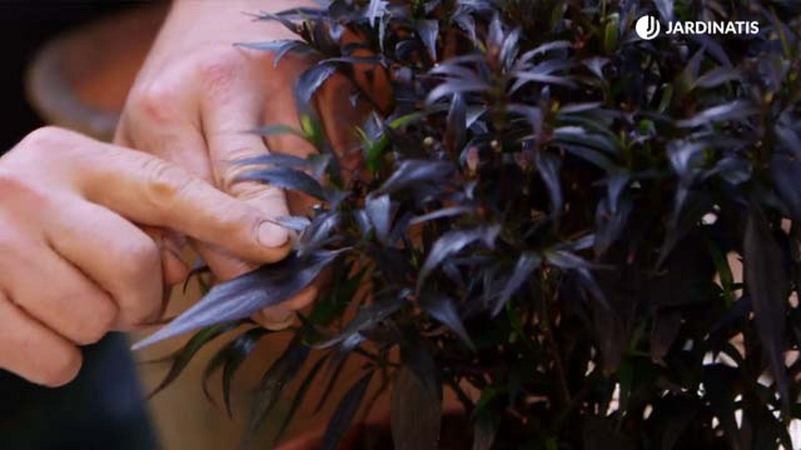 strobilanthes anisophyllus brunetti brico 916 strobilanthes anisophyllus brunetti brico 916
