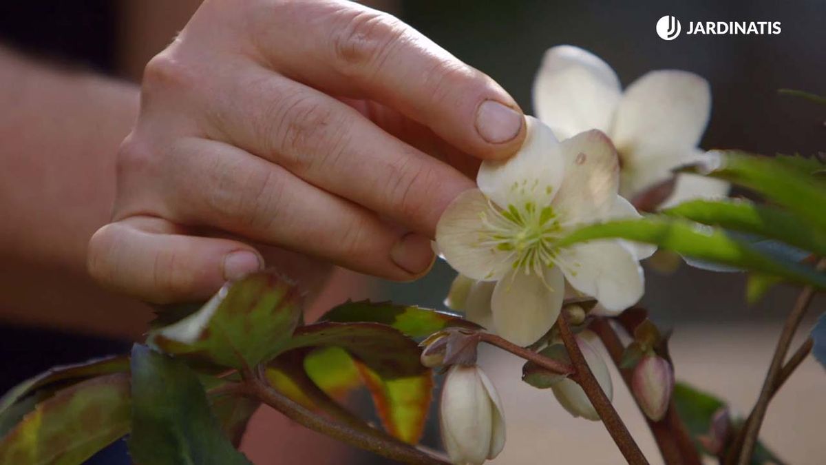 heleboro rosa invierno flor coloracion brico 0905 jardinatis