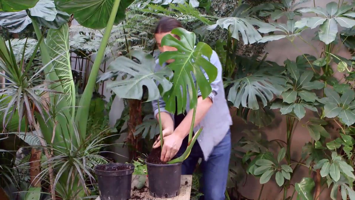 brico 942 3 curiosidades costilla adan plantacion