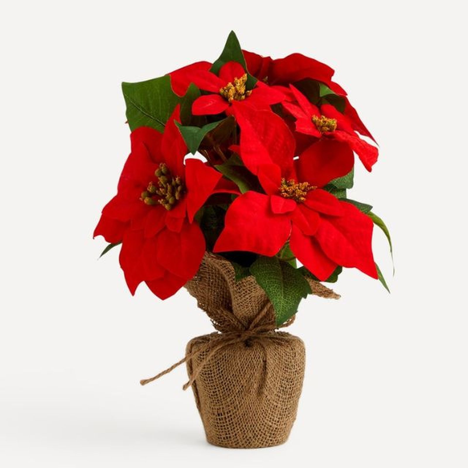 flor de pascua del corte ingles