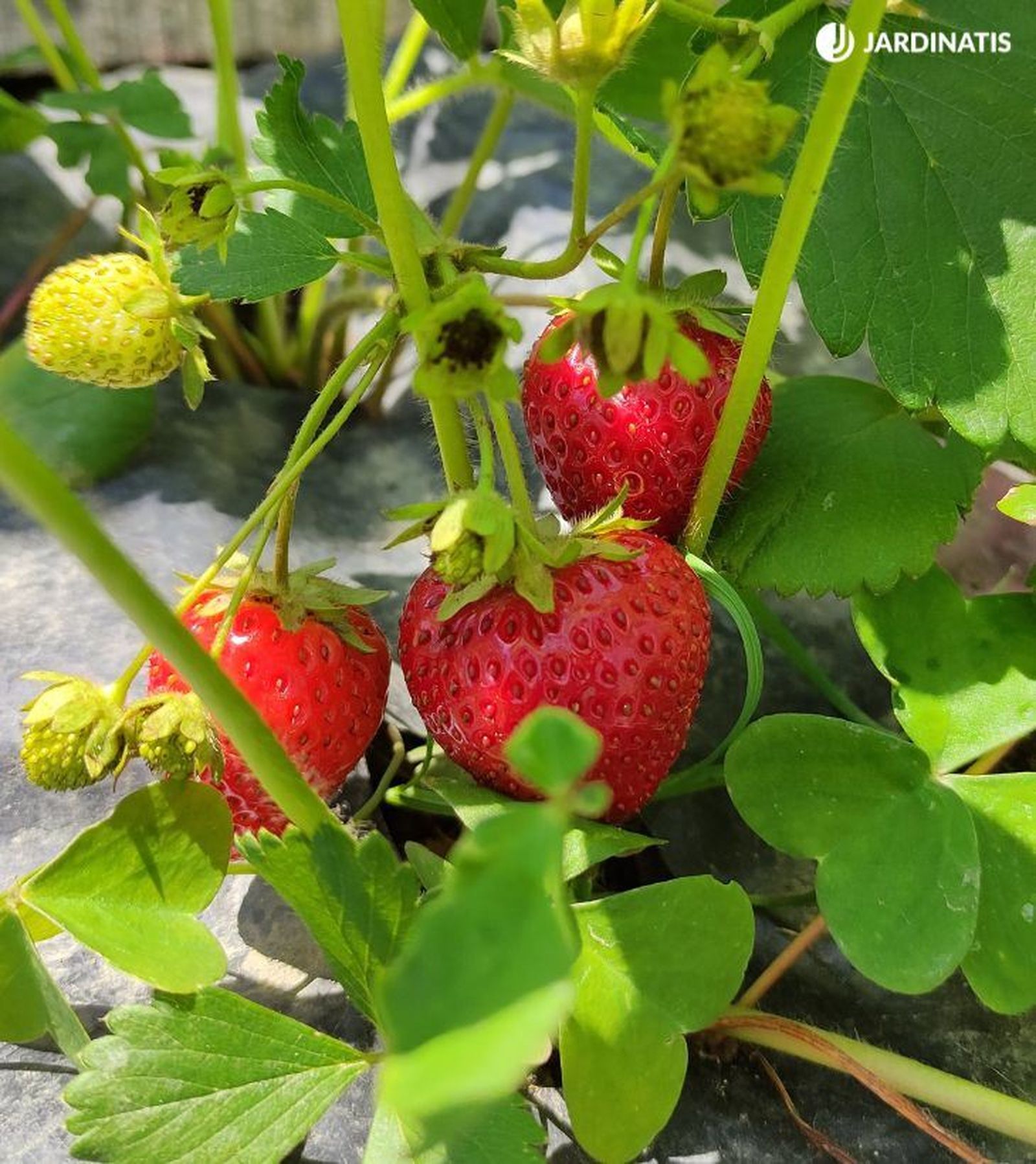 Planta de fresas