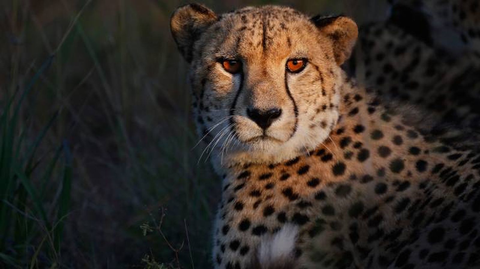 records animales cheetah records animales cheetah