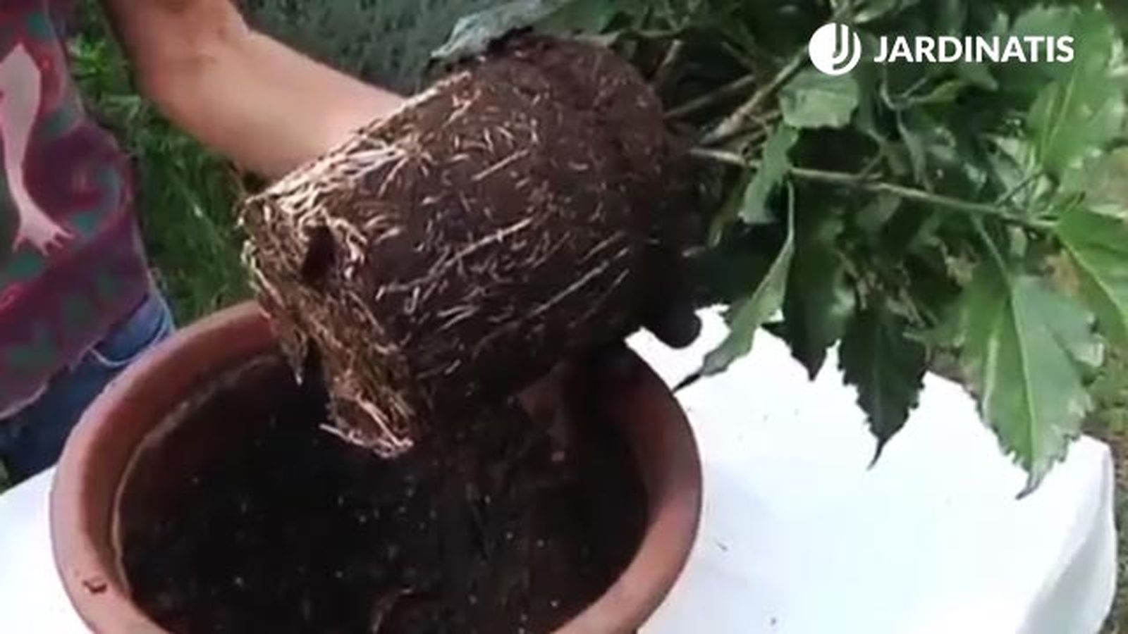 como traplantar un hibisco a maceta cepellon como traplantar un hibisco a maceta cepellon